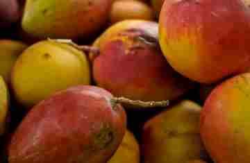  Abrafrutas apoia plano e pede atenção a pequenos produtores 